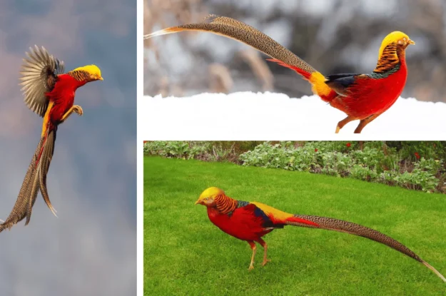 Golden Pheasant: Know Everything about this stunning visual delight