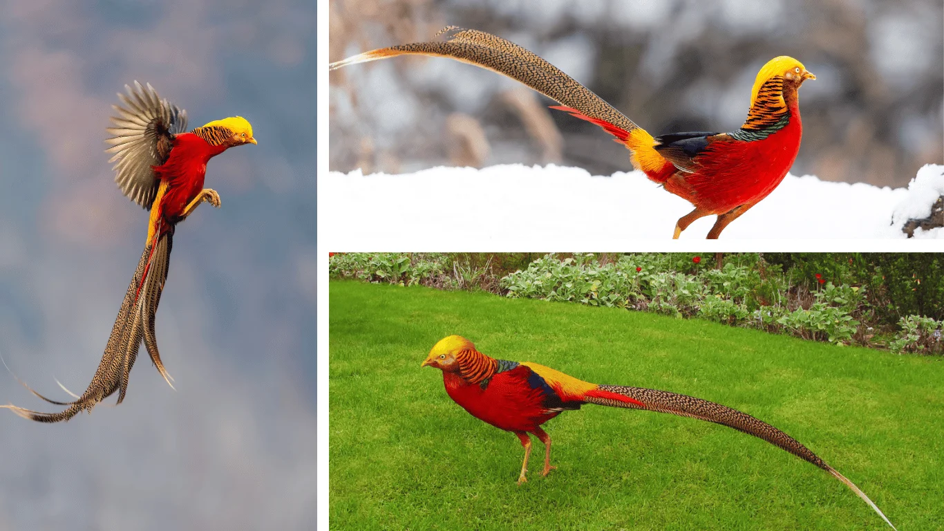 Golden Pheasant: Know Everything about this stunning visual delight