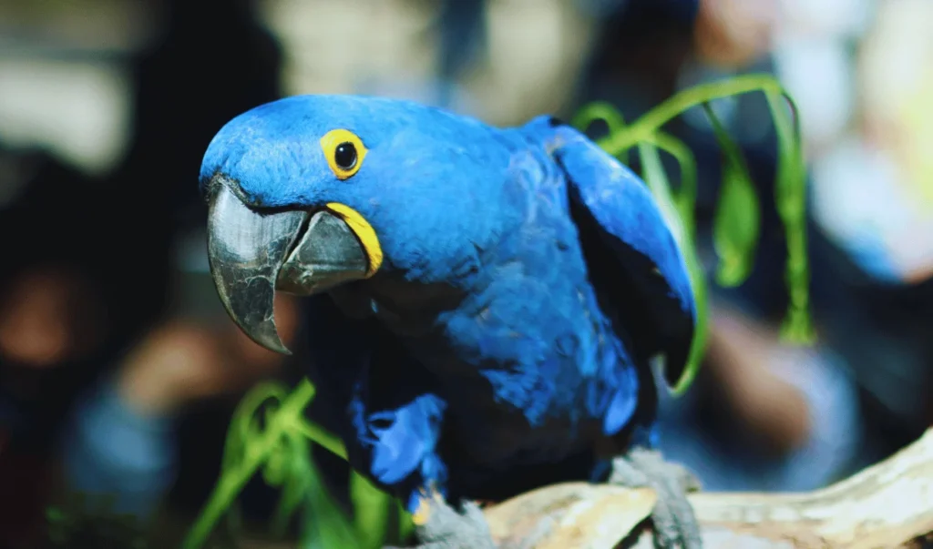 Hyacinth Macaw with vibrant blue feathers and a striking yellow ring around its eyes.