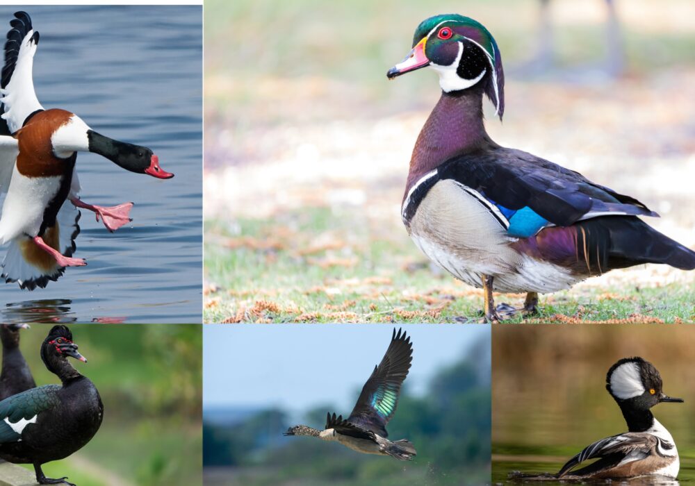 10 of the Most Beautiful Ducks