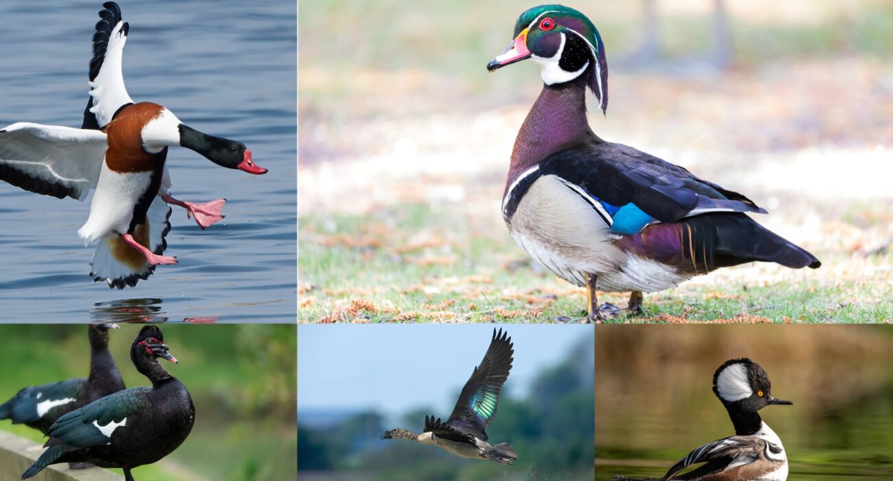 10 of the Most Beautiful Ducks