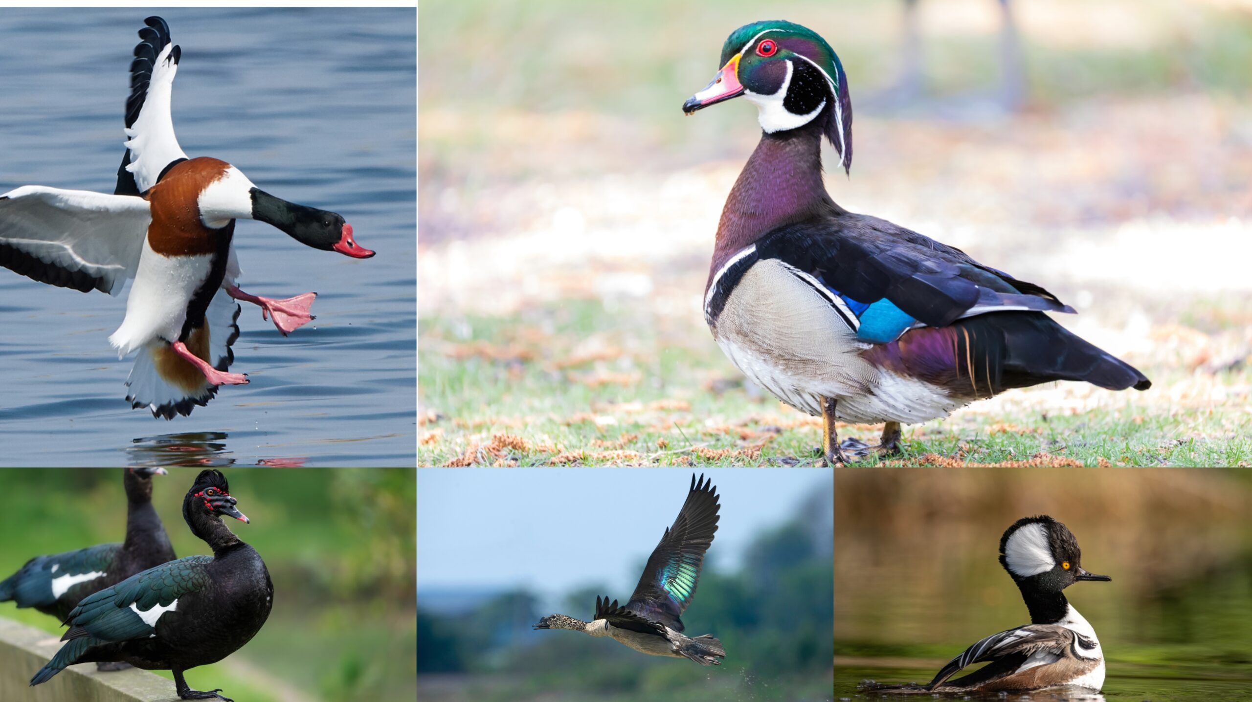 10 of the Most Beautiful Ducks