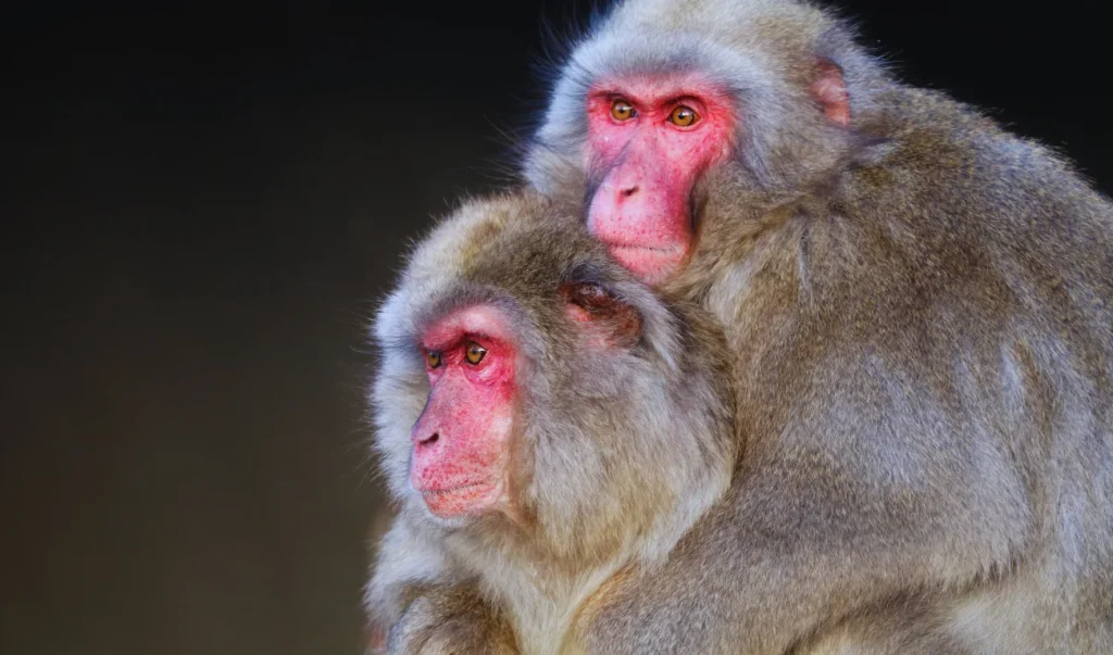 japanese macaque monkeys