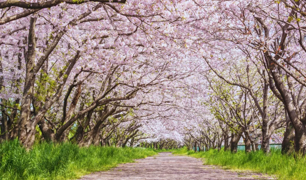 cherry blossom trees line the path in a park