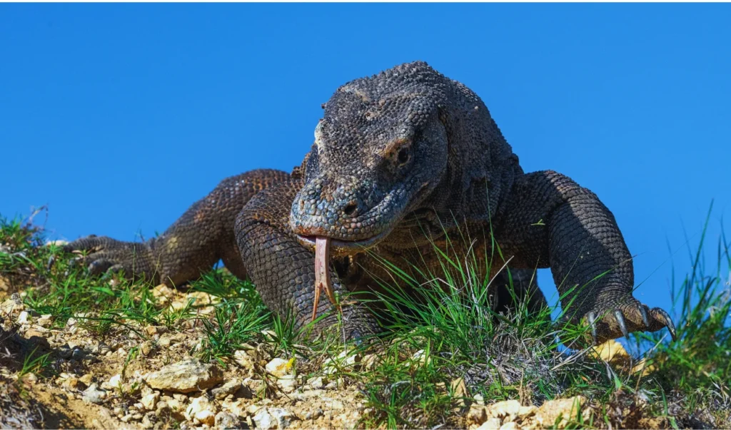 a komodo dragon eating grass on the side of a hill