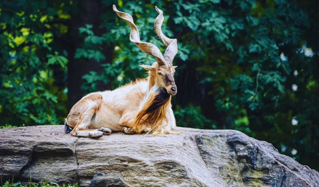 a goat with long horns sitting on top of a rock