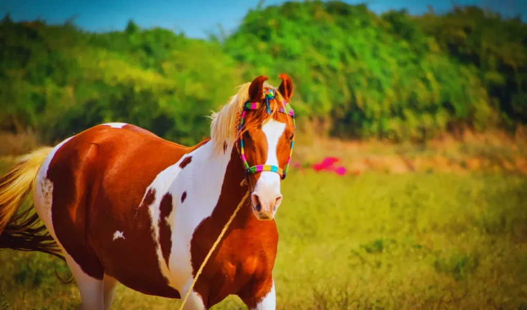 animals of asia: Marwari horse standing in a field