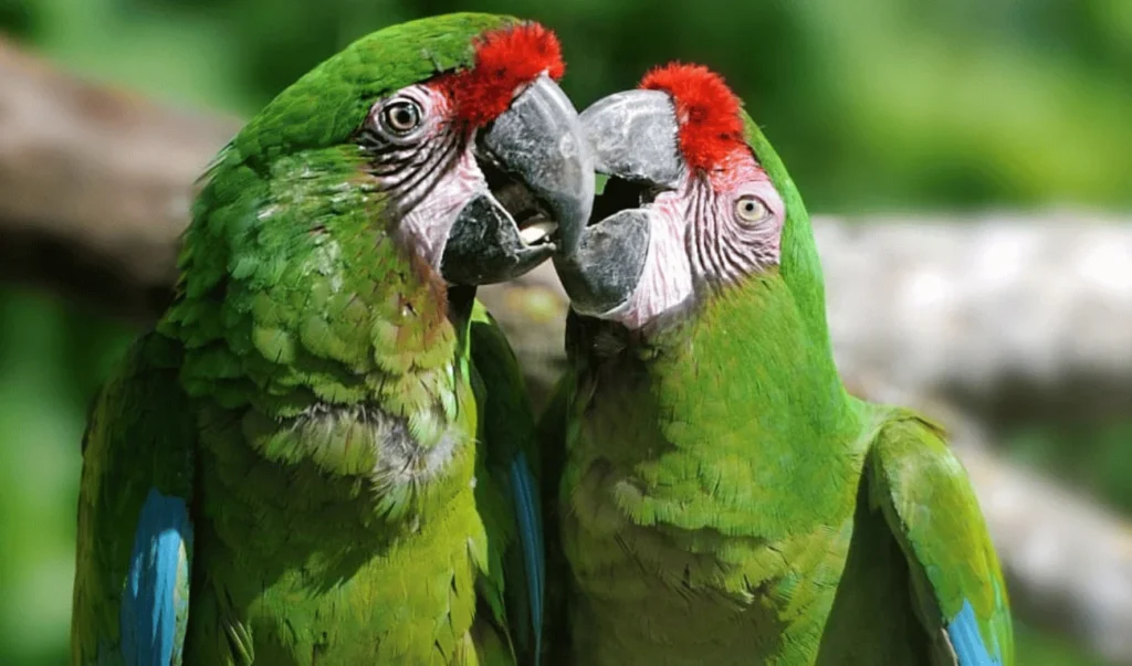 Military Macaw male and female