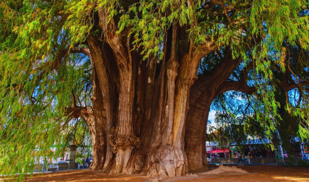 a large willow tree in the middle of a park