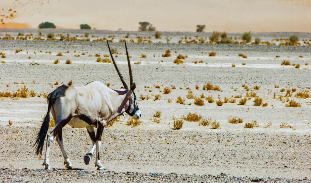 an antelope with long horns walking in the desert