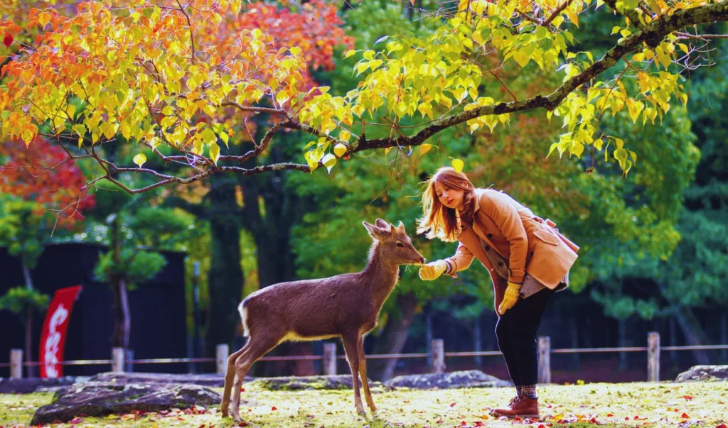 Nara's Timeless Beauty: Ancient Temples and Sacred Deer