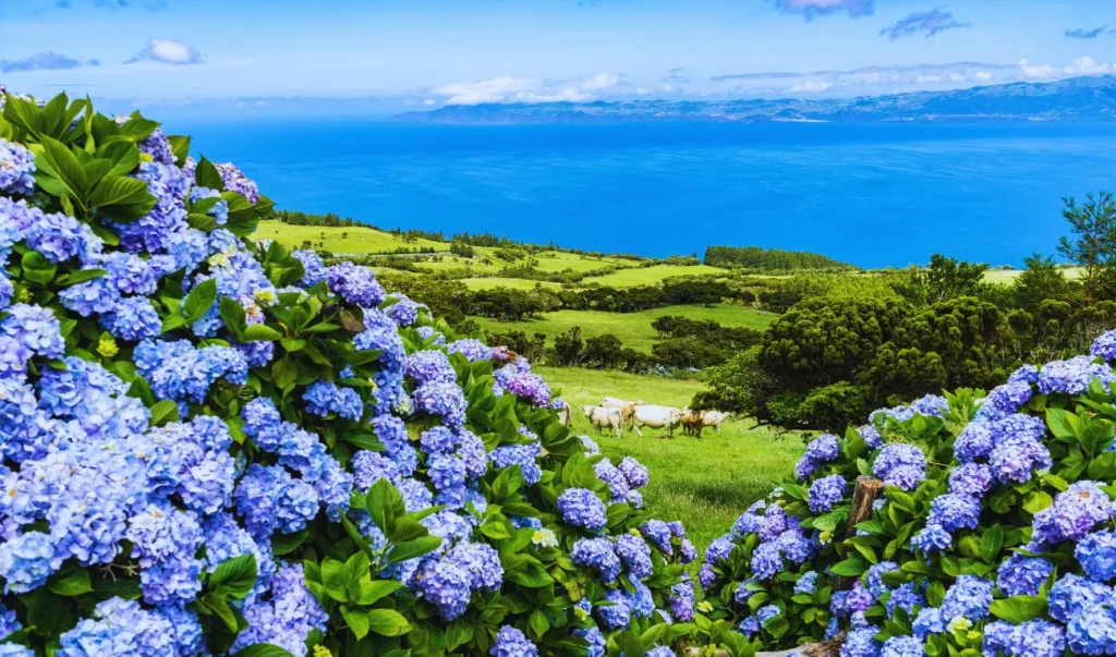 beautiful blue hydrangea flowers on the hillside with the sea in the background