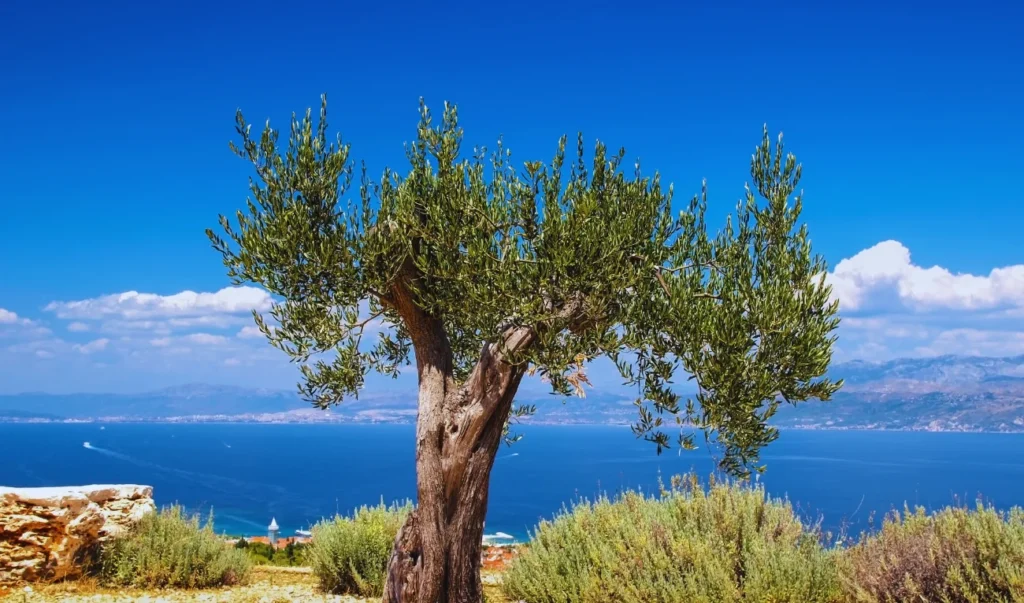 olive tree in greece