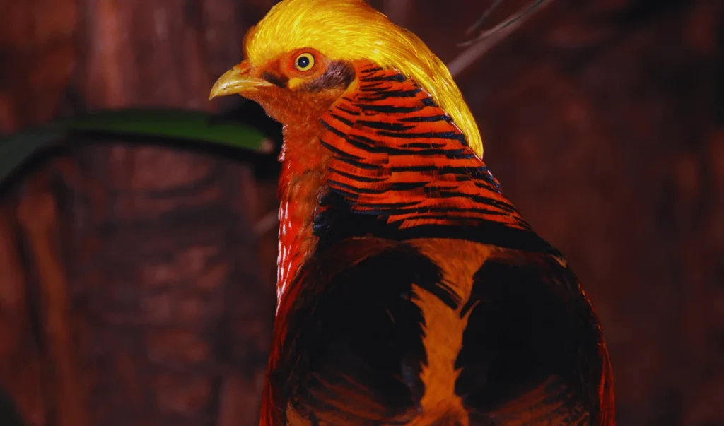 Male Golden Pheasant with a vibrant golden crest