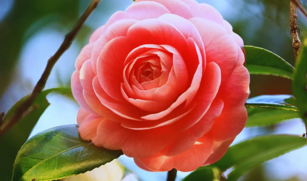 a close up of a pink rose with green leaves