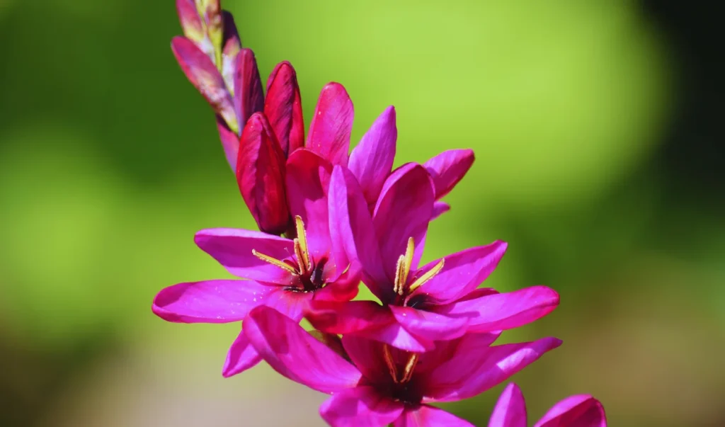 a close up of a pink flower with green leaves