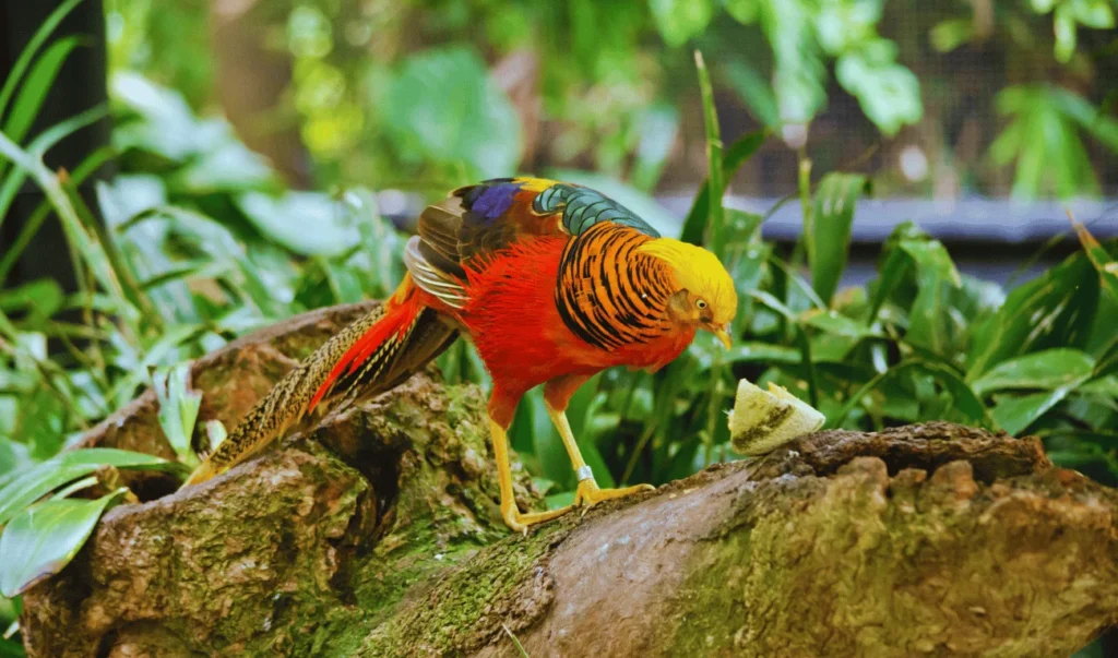 Look for their vibrant golden and red plumage among green foliage