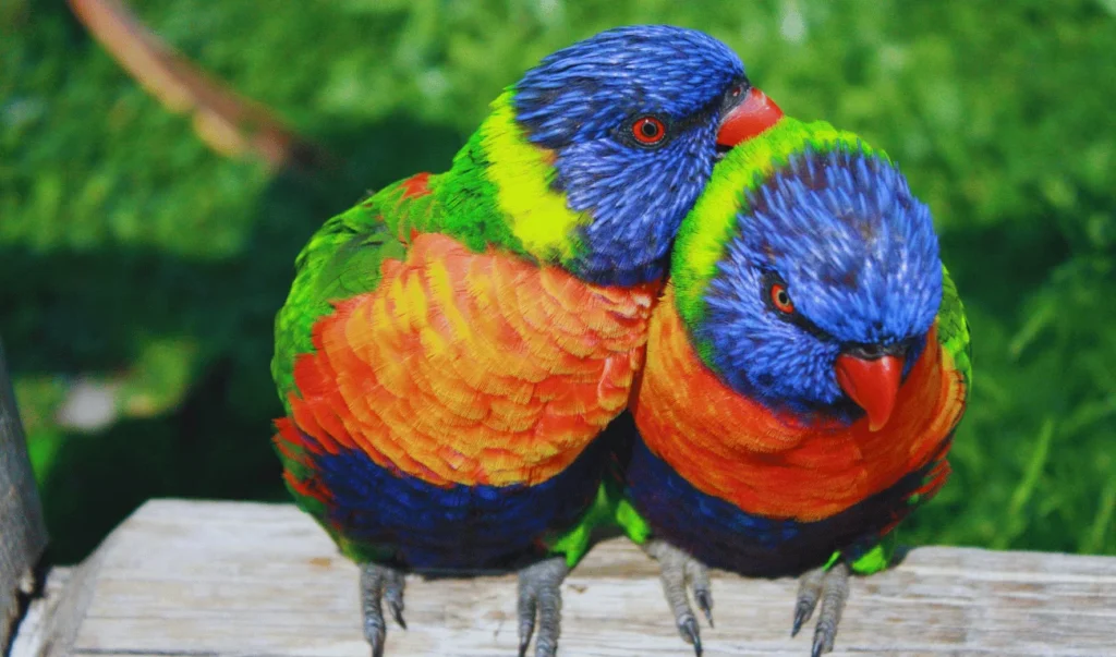 beautiful bird: couple of rainbow lorikeets playing