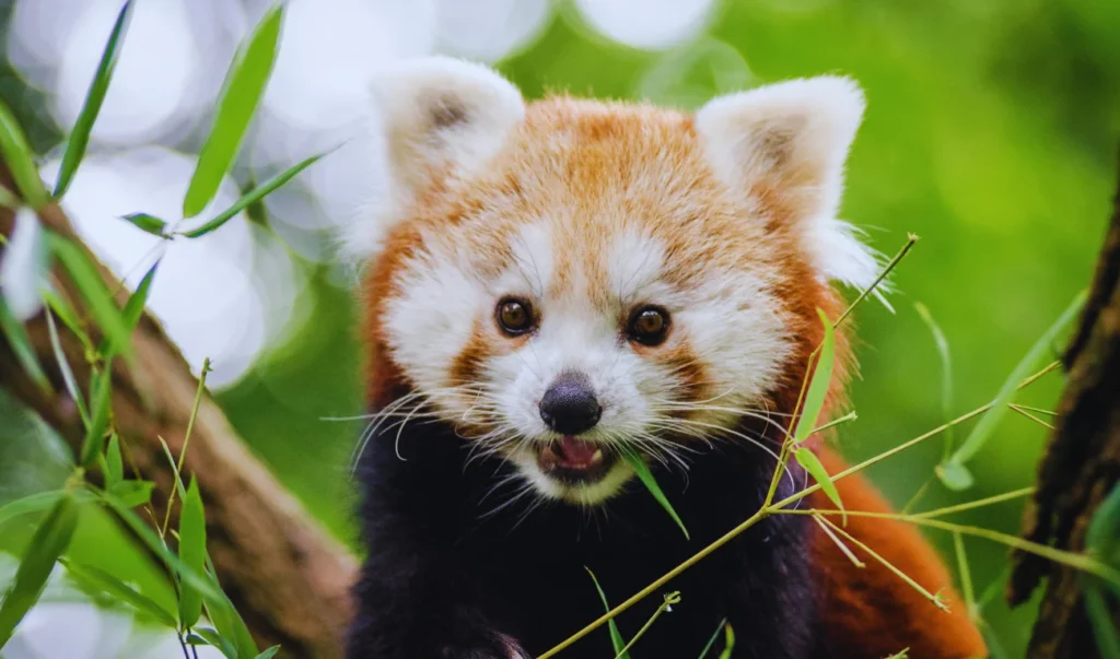 Beautiful Animals of Asia - Red Panda