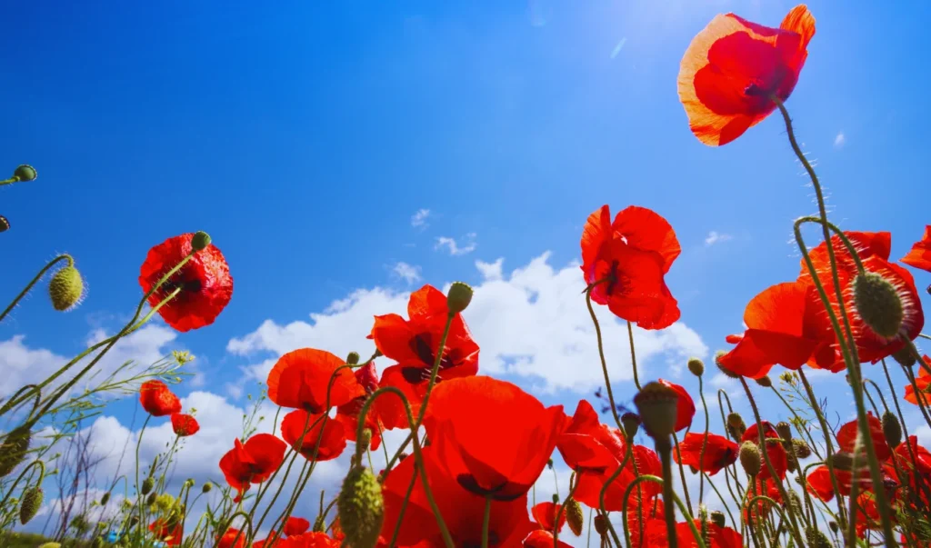 red poppies in a field against a blue sky