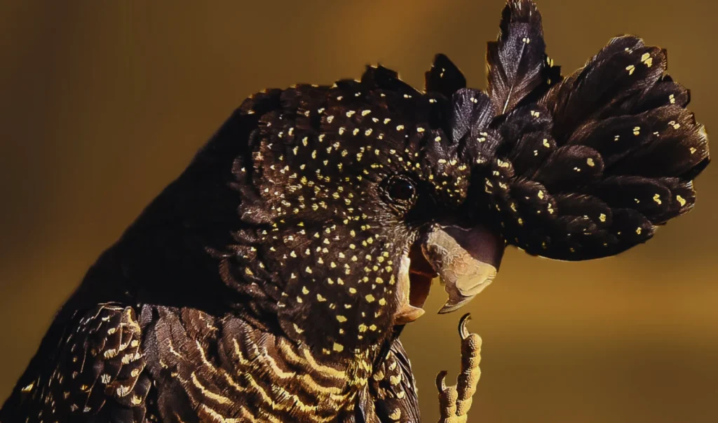 Red-tailed black cockatoo