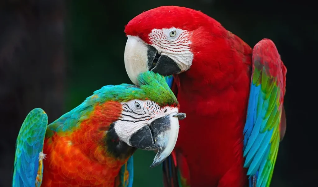 Scarlet Macaw male and female