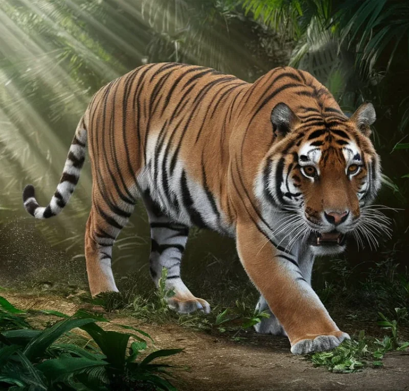 International Tiger Day 2024: All You Need to Know