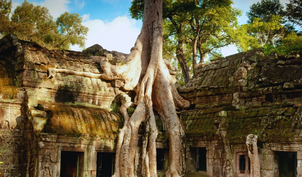 trees growing out of the ruins of an ancient temple