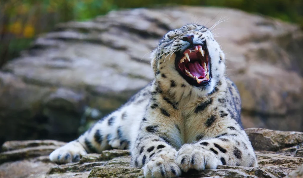 a snow leopard yawning with its mouth open