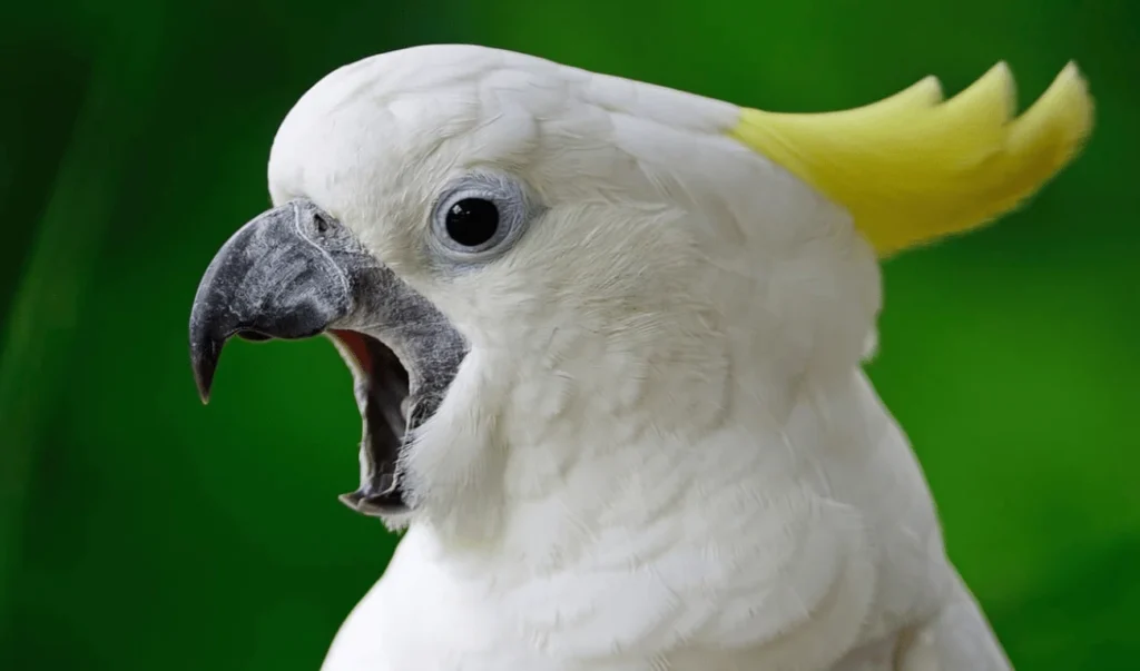 Crested Woodland Birds