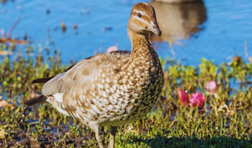 a duck standing in the grass next to a body of water