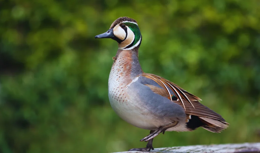 a duck standing on top of a piece of wood