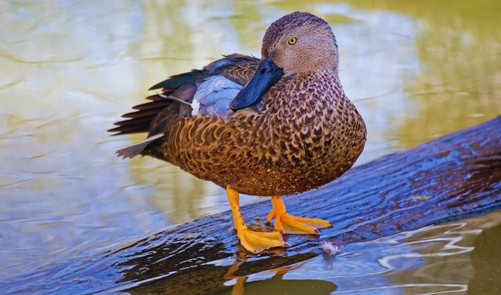 a duck standing on a log in the water