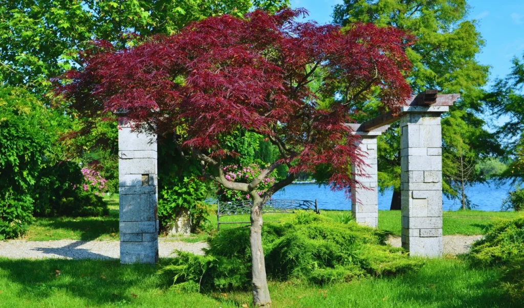 a red tree stands in front of a stone arch