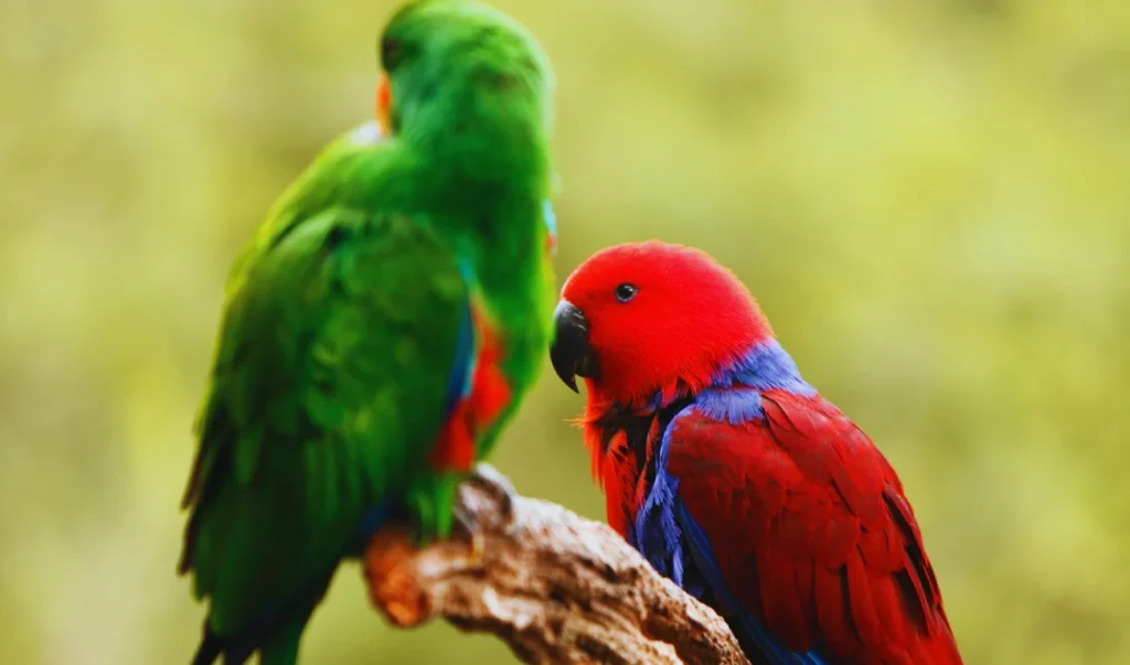 The Eclectus male and female