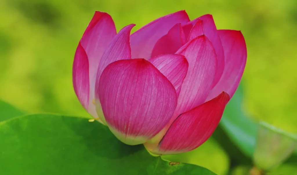 a pink lotus flower blooming in front of green leaves