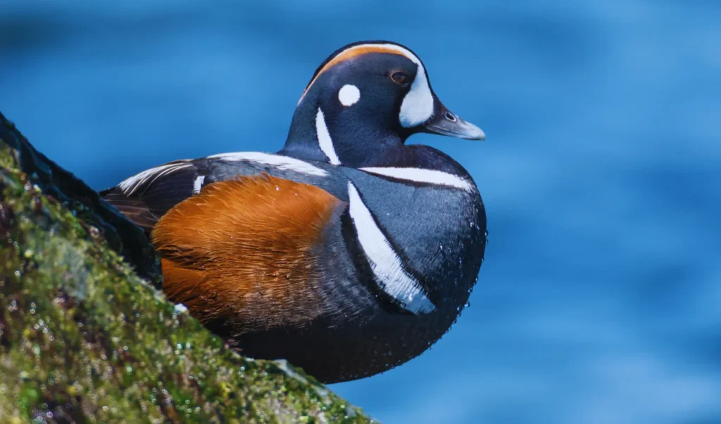 an orange and black bird sitting on top of a rock