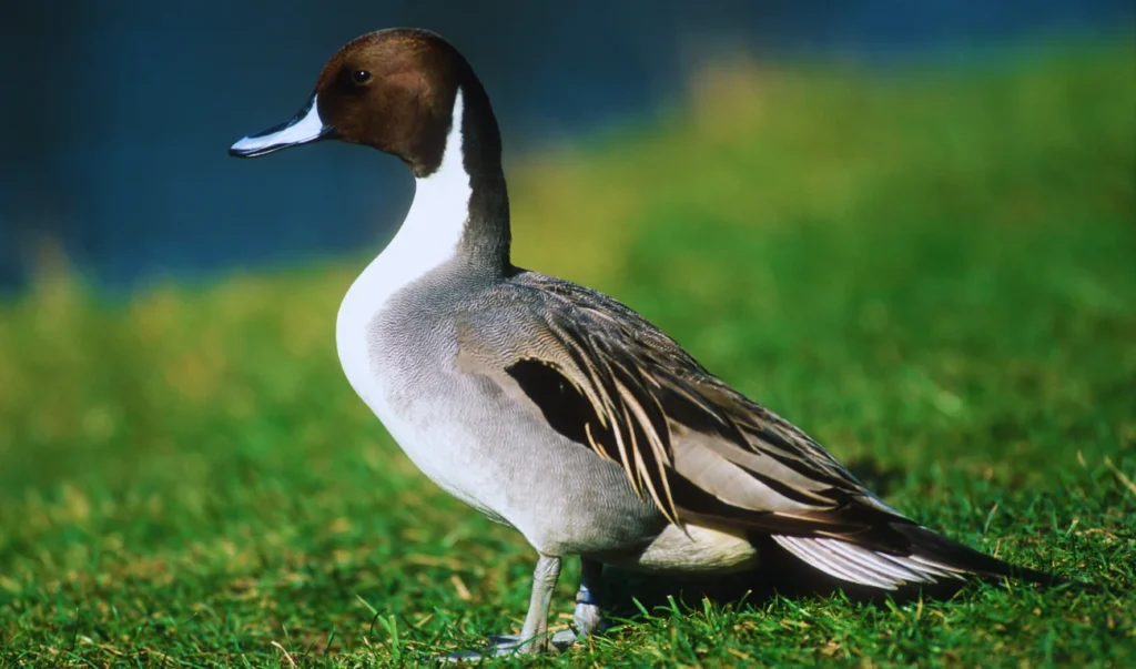 a duck standing in the grass