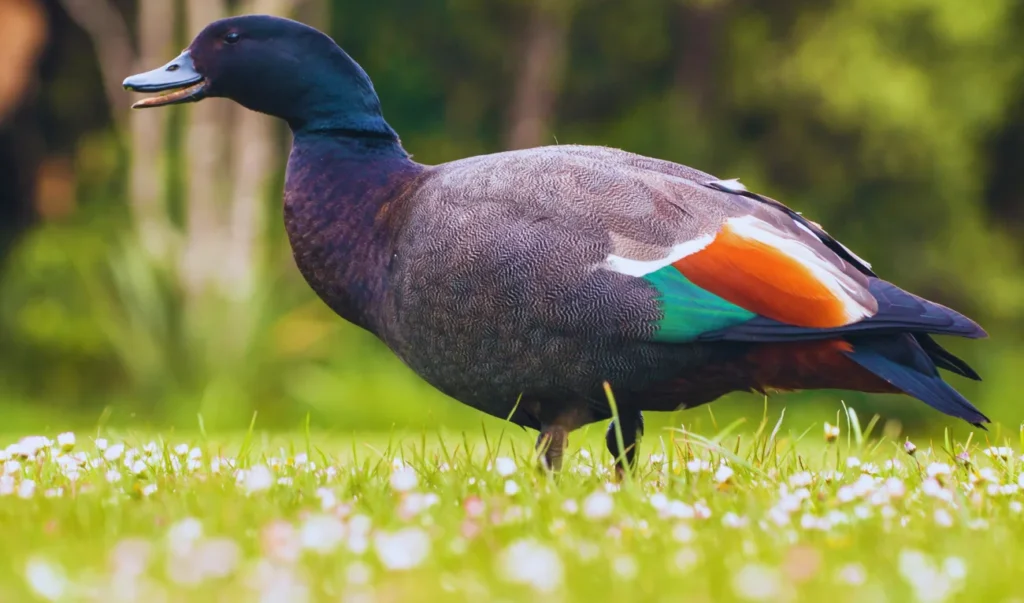 a duck standing in the grass