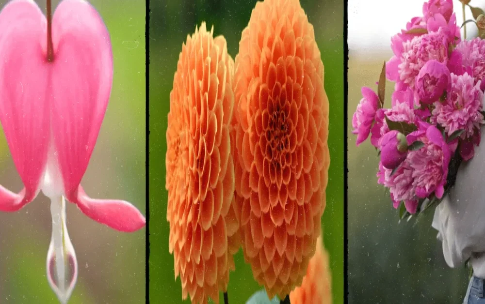 The World’s Most Beautiful Flowers: A Journey Through Nature’s Splendor