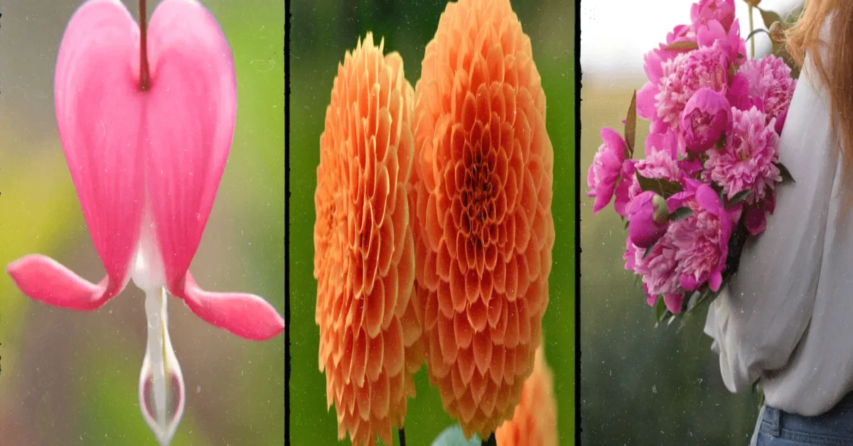 The World’s Most Beautiful Flowers: A Journey Through Nature’s Splendor