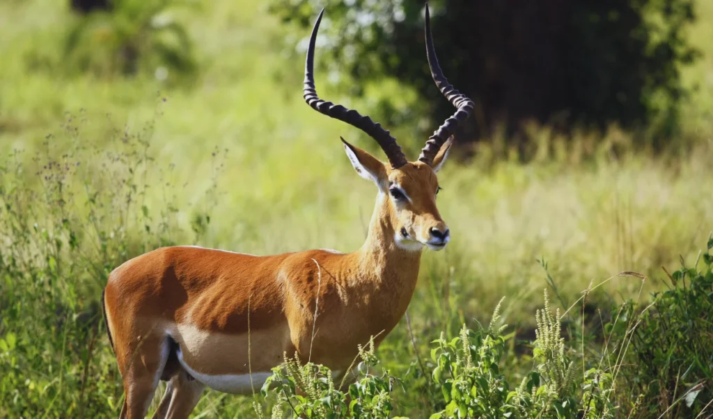 Animals of Asia: Tibetan Antelope (Chiru) with long horns standing in tall grass