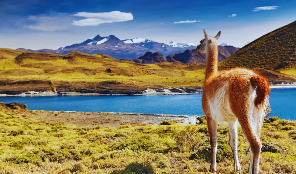 a llama stands in front of a lake and mountains in peru