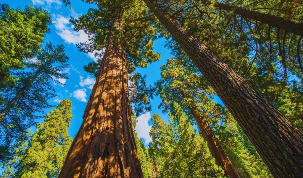 the giant sequoia trees in the yosemite national park, california