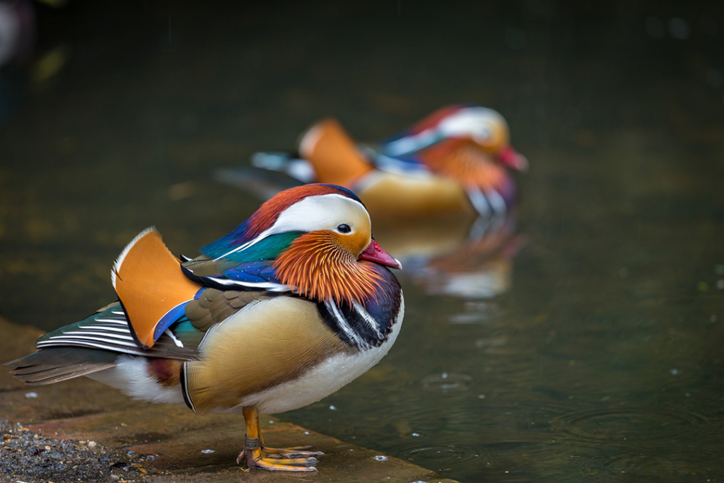 Mandarin Duck with vibrant plumage standing by the water. Ranked at first place in a blog post on Most Beautiful birds Ducks on Beautifulearthplanet.com