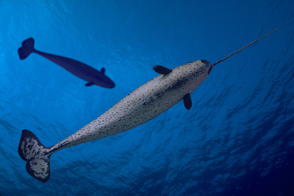 Narwhal (Monodon monoceros)