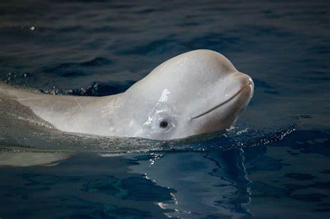 Beluga Whale (Delphinapterus leucas)