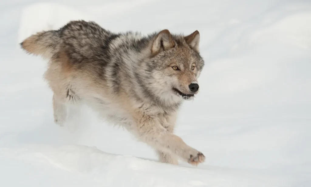  An Arctic wolf running through the snow, its fur blending with the icy environment: beautiful arctic animals