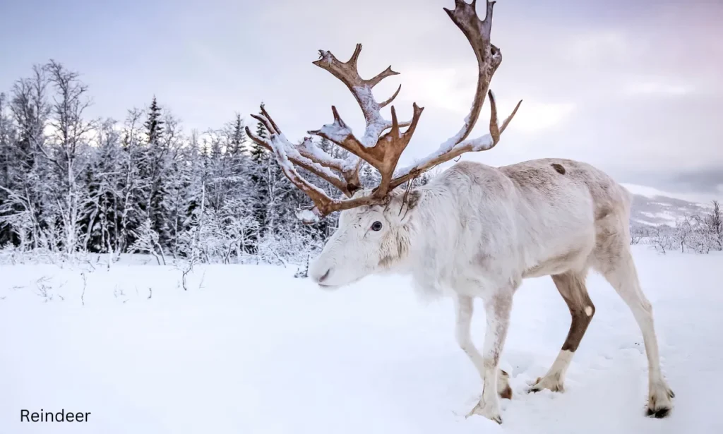 A majestic anial of arctic: reindeer standing in the snowy Arctic forest with its large antlers.
