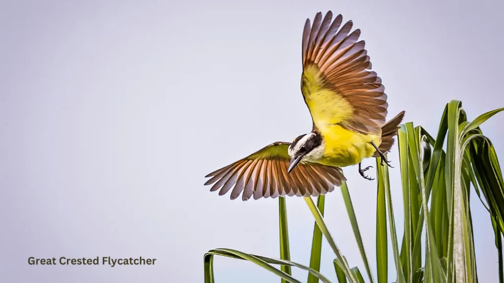 Crested Woodland Birds